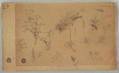 Disegno, Gruppo di tredici studi botanici dalla Colombia o dall