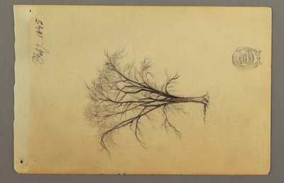 Disegno, Un albero senza foglie, febbraio 1845 da Frederic Edwin Church