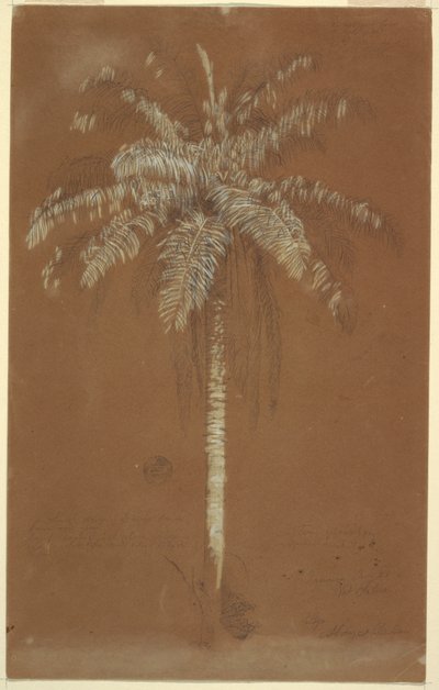 Disegno, Palma di Abaye, Monte Salus, Giamaica, giugno 1865 da Frederic Edwin Church