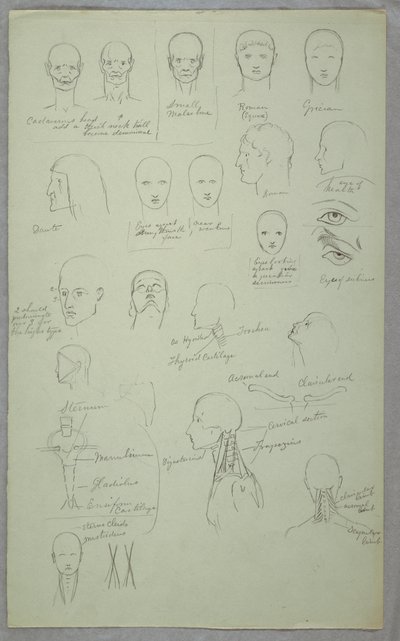 Disegno, Studi anatomici, 1865-70 da Frederic Edwin Church