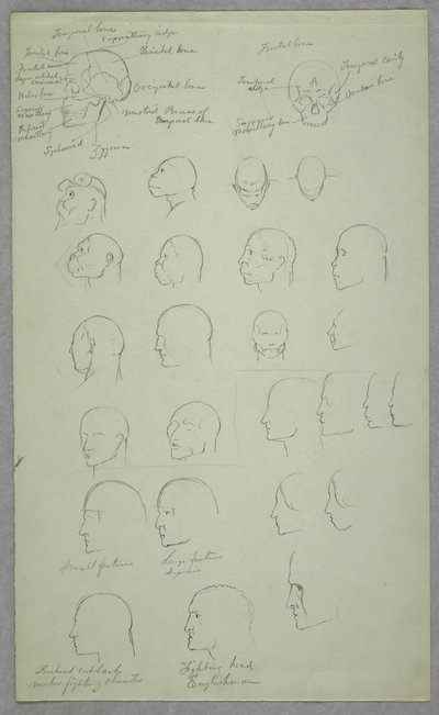 Disegno, Studi anatomici, 1865-70 da Frederic Edwin Church
