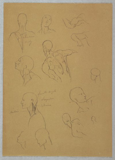 Disegno, Studi anatomici, 1865-70 da Frederic Edwin Church