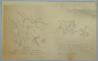 Disegno, studi sulla radice di freccia e sul cardamomo, Giamaica, giugno 1865 da Frederic Edwin Church