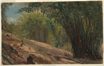 Disegno, Bamboo Grove, Giamaica, 1865 da Frederic Edwin Church