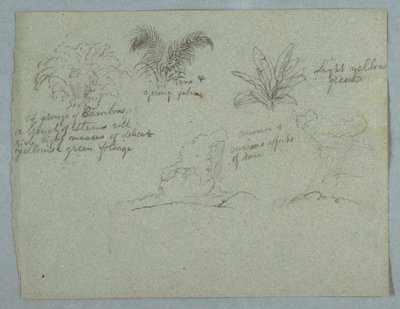 Disegno, Bambù, vite e una giovane palma, pianta e due scene di pioggia che cade dalle nuvole sulle creste, Rio Magdalena, Colombia, 1853, probabilmente maggio da Frederic Edwin Church