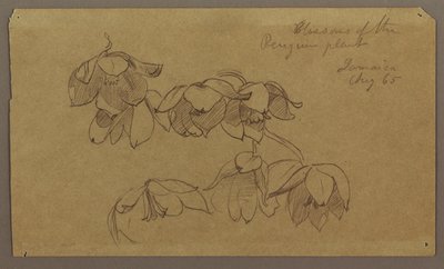 Disegno, Fiori della collina dei pinguini, agosto 1865 da Frederic Edwin Church