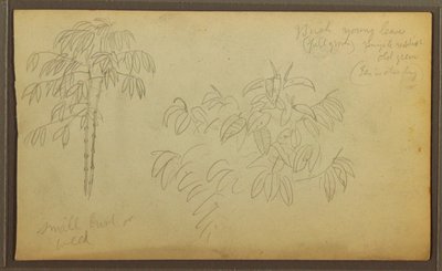 Disegno, Schizzi botanici, 1857 da Frederic Edwin Church