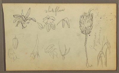 Disegno, Schizzi botanici, 1857 da Frederic Edwin Church