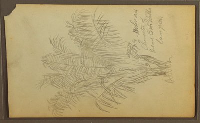 Disegno, Schizzi botanici, 1857 da Frederic Edwin Church