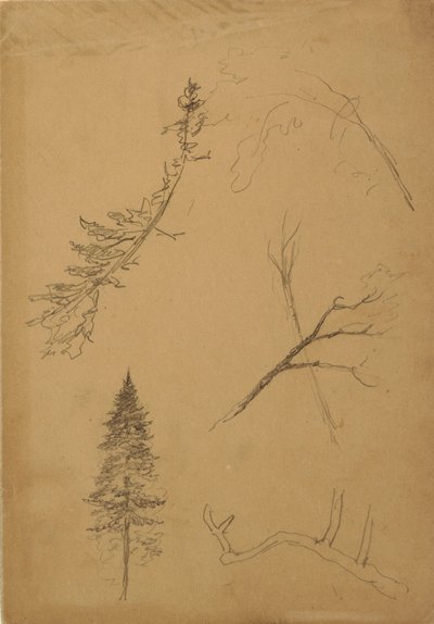 Disegno, Schizzi botanici, 1888 da Frederic Edwin Church