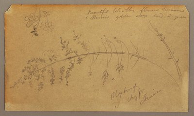 Disegno, schizzi botanici, agosto 1865 da Frederic Edwin Church
