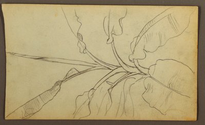 Disegno, Schizzi botanici, Ecuador o Colombia; verso: Schizzi botanici, 1857. da Frederic Edwin Church