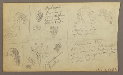 Disegno, Schizzi botanici, Ecuador o Colombia; verso: Schizzi botanici, 1857. da Frederic Edwin Church