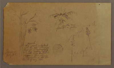 Disegno, schizzi botanici, luglio 1865 da Frederic Edwin Church