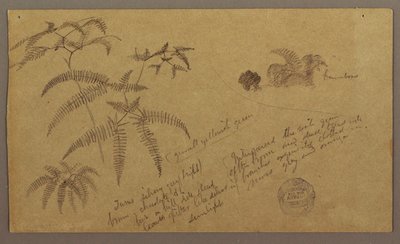 Disegno, schizzi botanici, maggio-agosto 1865 da Frederic Edwin Church
