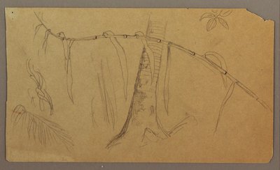 Disegno, schizzi botanici, maggio-agosto 1865 da Frederic Edwin Church