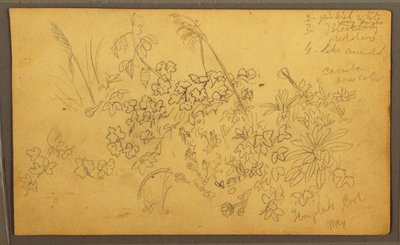 Disegno, Schizzi botanici, maggio 1857 da Frederic Edwin Church