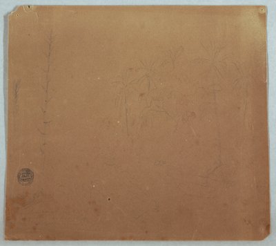 Disegno, schizzi botanici, forse bambù, palme e cespugli, Ecuador o Colombia, 1853 o 1857 da Frederic Edwin Church