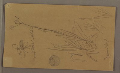 Disegno, schizzi botanici che mostrano dettagli di una pianta, Giamaica, luglio 1865 da Frederic Edwin Church