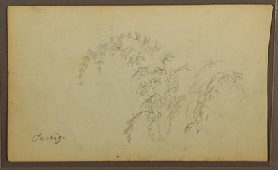 Disegno, Schizzi botanici; verso: Schizzi botanici, 1857 da Frederic Edwin Church
