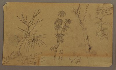 Disegno, schizzi botanici; verso: nuvole, luglio 1865 da Frederic Edwin Church