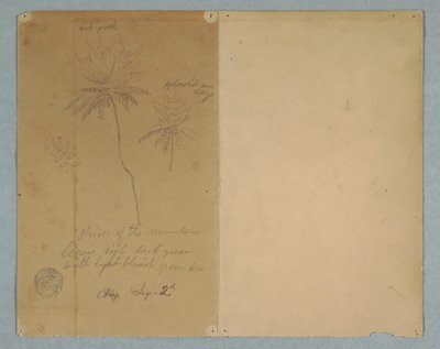 Disegno, Schizzi botanici: un ramo, un albero e una cima, Sud America, 2 settembre 1853 da Frederic Edwin Church