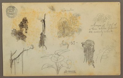 Disegno, Schizzi botanici dalla Colombia: Alberi di bambù, tronchi e dettagli, luglio 1853 da Frederic Edwin Church