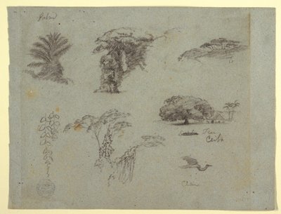 Disegno, Schizzi botanici dal Sud America: una palma, gruppi di alberi, ramoscelli pendenti, un grande albero accanto a una casa e una gru volante, 1853, probabilmente maggio da Frederic Edwin Church