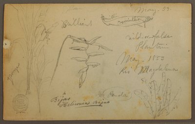 Disegno, Schizzi botanici dal Rio Magalena, Colombia, maggio 1853 da Frederic Edwin Church