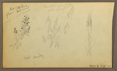 Disegno, schizzi botanici, casa; schizzi botanici, 1857 da Frederic Edwin Church