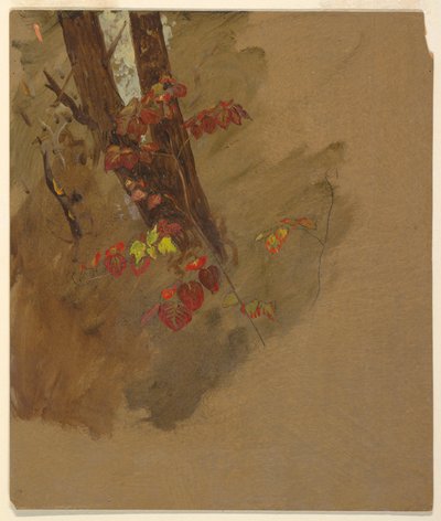 Disegno, studi botanici, 1860-70 da Frederic Edwin Church