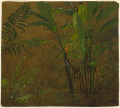 Disegno, Studi botanici dalla Giamaica, Indie Occidentali, giugno 1887 da Frederic Edwin Church