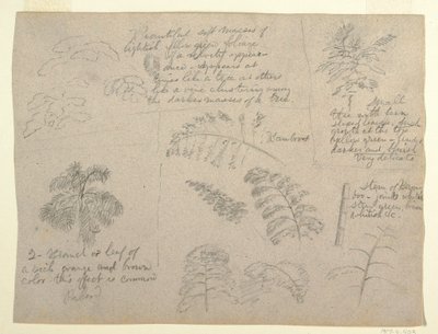 Disegno, Studi botanici, visti dal Rio Magdalena, Colombia, 1853 da Frederic Edwin Church