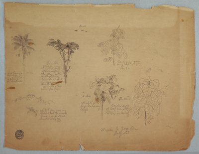 Disegno, Studi botanici con pappagalli volanti, Boquia, Colombia, luglio 1853 da Frederic Edwin Church