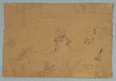 Disegno. Schizzi botanici e di nuvole vicino a Quito, Ecuador da Frederic Edwin Church