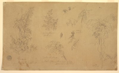 Disegno, Schizzi botanici, "vicino a Jorje", 23 luglio 1857 da Frederic Edwin Church