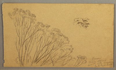 Disegno, alberi simili a cespugli, forse 1865-66 da Frederic Edwin Church
