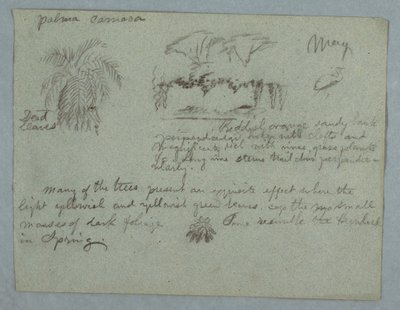 Disegno, Palma Camaca, un gruppo di alberi e viti su una riva del fiume, un uccello e un mazzo di foglie, Rio Magdalena, Colombia, maggio 1853 da Frederic Edwin Church