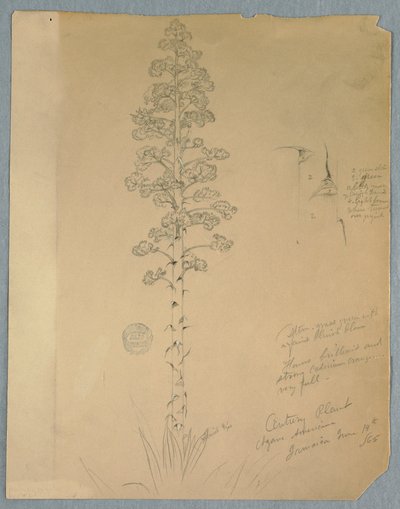Disegno, pianta del secolo, Agave Americana, Giamaica, 14 giugno 1865 da Frederic Edwin Church