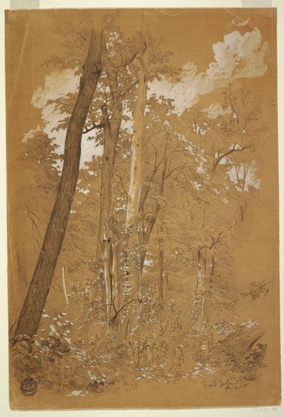 Disegno, Alberi di castagno su Goat Island, fiume Niagara, New York, agosto 1858 da Frederic Edwin Church