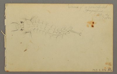 Disegno, Studio di nuvola, 1844 da Frederic Edwin Church