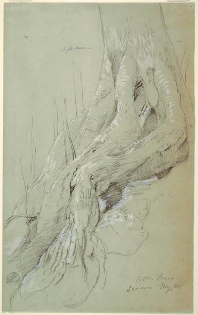 Disegno, radici di un albero di cotone che crescono su un pendio, Giamaica, maggio 1865 da Frederic Edwin Church