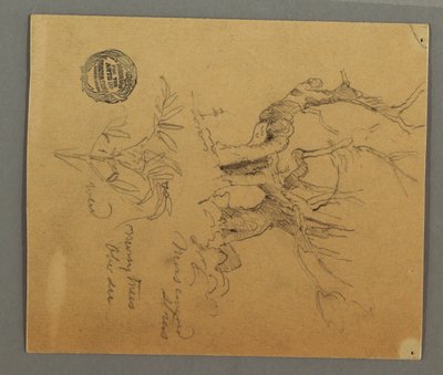 Disegno, Alberi morti, pianta, forse 1868 da Frederic Edwin Church