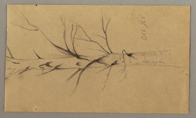 Disegno, Albero morto, ottobre 1865 da Frederic Edwin Church