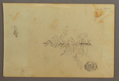 Disegno, Albero sempreverde, 1844 da Frederic Edwin Church