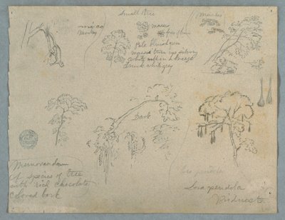 Disegno, Cinque studi botanici con una scimmia appesa, probabilmente Colombia, 1853 da Frederic Edwin Church