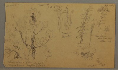 Disegno, Studi di Flora, 6 ottobre 1865 da Frederic Edwin Church