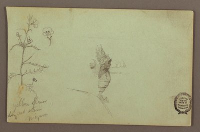 Disegno, pianta fiorita e una roccia tra le cascate americane e canadesi del Niagara, forse 1858 da Frederic Edwin Church