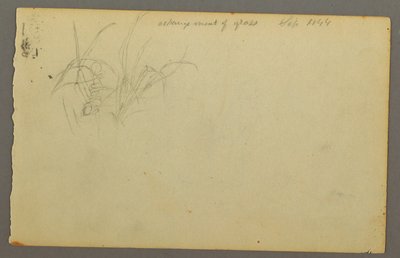 Disegno, Erbe, 1844 da Frederic Edwin Church