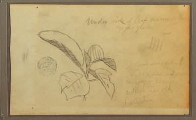 Disegno, Foglie, 1857 da Frederic Edwin Church